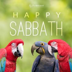 Happy Sabbath! Let’s talk about God’s goodness and proclaim His wonderful love to the world around us. About God, To The World, Talk About, Birds, Let It Be, The World, Quotes