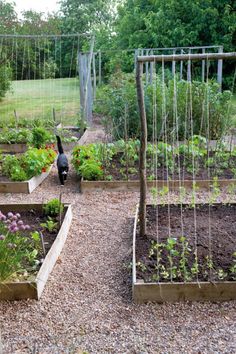 the garden is full of vegetables and plants