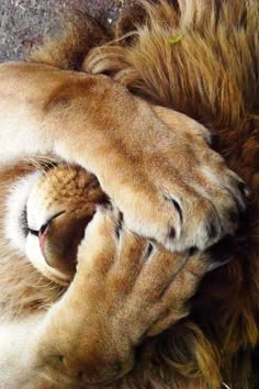 a close up of a lion laying on the ground with it's eyes closed