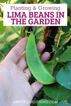 Lima Bean Vines. With Text Reading: How to Grow Lima Beans.