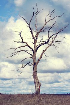 a dead tree in the middle of nowhere