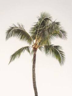 a palm tree is shown against a white background with the sky in the back ground