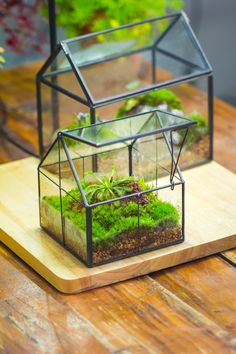 two glass houses filled with plants on top of a wooden table