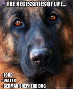 a german shepherd dog with red eyes and the caption, what do you think?