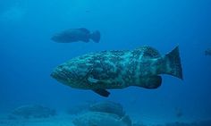 two large fish swimming in the ocean with other fish around them and on the water surface