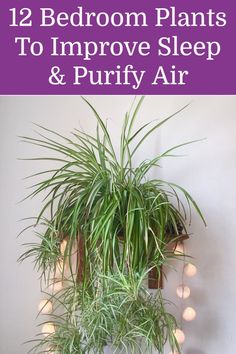 a houseplant hanging on the wall with text overlay that reads, 12 bedroom plants to improve sleep and purify air