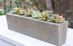 small succulents are growing in a concrete planter