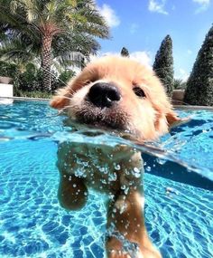 a dog is swimming in the pool with his head above the water's surface