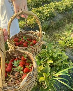 two baskets filled with strawberries sitting on top of a lush green field