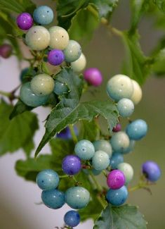 berries with blue and white speckles are hanging from a tree branch in the rain