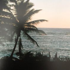 a palm tree on the beach next to the ocean