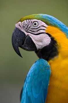 a blue and yellow macaw is sitting on its perch with it's head turned to the side