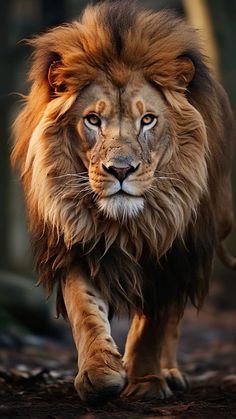 a close up of a lion walking on the ground