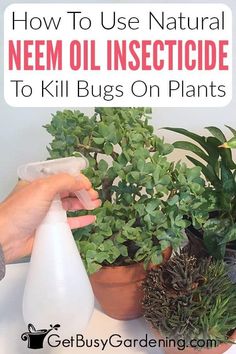 a person is using an insecticide to kill bugs on plants with text overlay