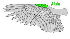 the wings of an angel with green leaves on it's head and name alula