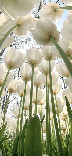 white tulips are blooming in the garden under a blue sky with clouds