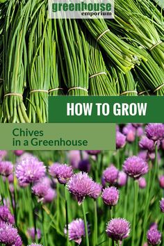 the cover of how to grow chives in a greenhouse