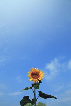 a large sunflower is in the foreground with a blue sky and white clouds