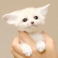 a small white kitten sitting on top of a person's hand