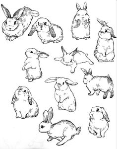 some rabbits are sitting and standing in different positions