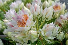 a bunch of flowers that are in the grass