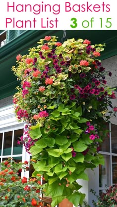 the hanging baskets plant list 3 of 15