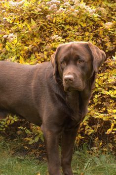 a brown dog standing in front of some bushes