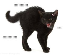 a black cat with its mouth open and tongue out, standing in front of a white background