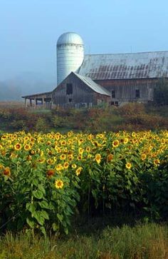 sunflowers in the foreground and an old barn in the background