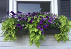 purple and green flowers in a window box