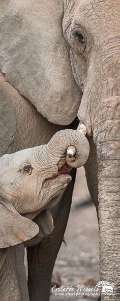 two elephants standing next to each other with their trunks touching