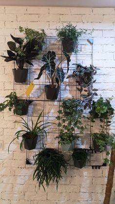 a white brick wall with several different types of plants hanging on it's sides