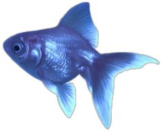 an image of a blue fish that is in the water