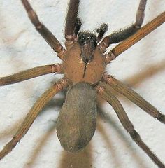 a brown spider sitting on top of a white surface