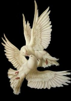 two white doves flying in the air with their wings spread out and facing each other