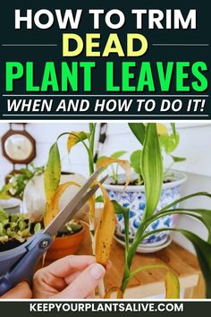 how to trim dead plant leaves when and how to do it