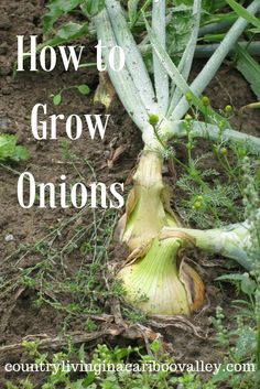 an onion laying on the ground with text overlay how to grow onions