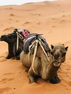 Arabian Knights, East Meets West, Silk Road, Crusades, Knights, Camel, Horses, Travel, Animals