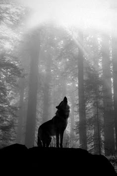 a lone wolf standing on top of a hill in the middle of a foggy forest