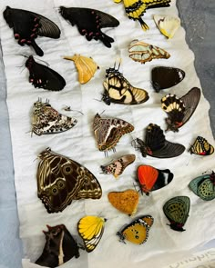 a bunch of butterflies that are on a table