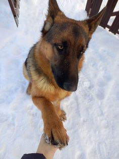 a german shepard dog sitting in the snow with its paw on someone's hand