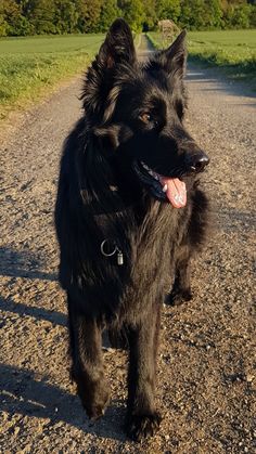 a black dog walking down a dirt road