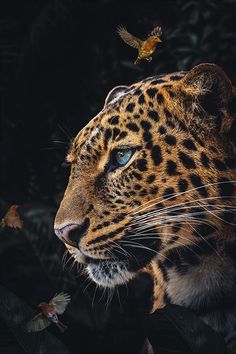 a close up of a leopard with birds in the background