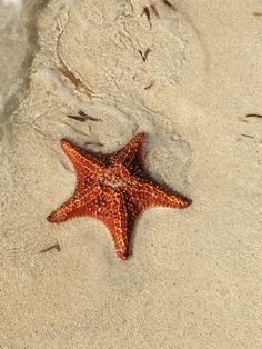 a starfish is laying on the sand at the beach