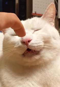 a white cat is being petted by someone's hand and touching the nose