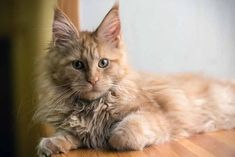 a cat laying on top of a wooden floor next to a wall and looking at the camera