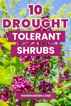 purple flowers with text overlay that reads 10 ways to pronouncet tolerant shrubs