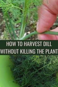 someone is picking up some green plants from the ground with text overlay that reads how to harvest dill without killing the plant