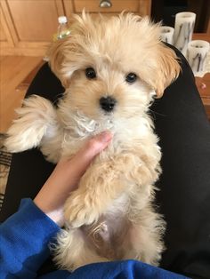 a small white dog sitting on top of a person's lap next to a black chair