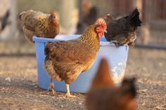 chickens and roosters are eating out of a blue bucket